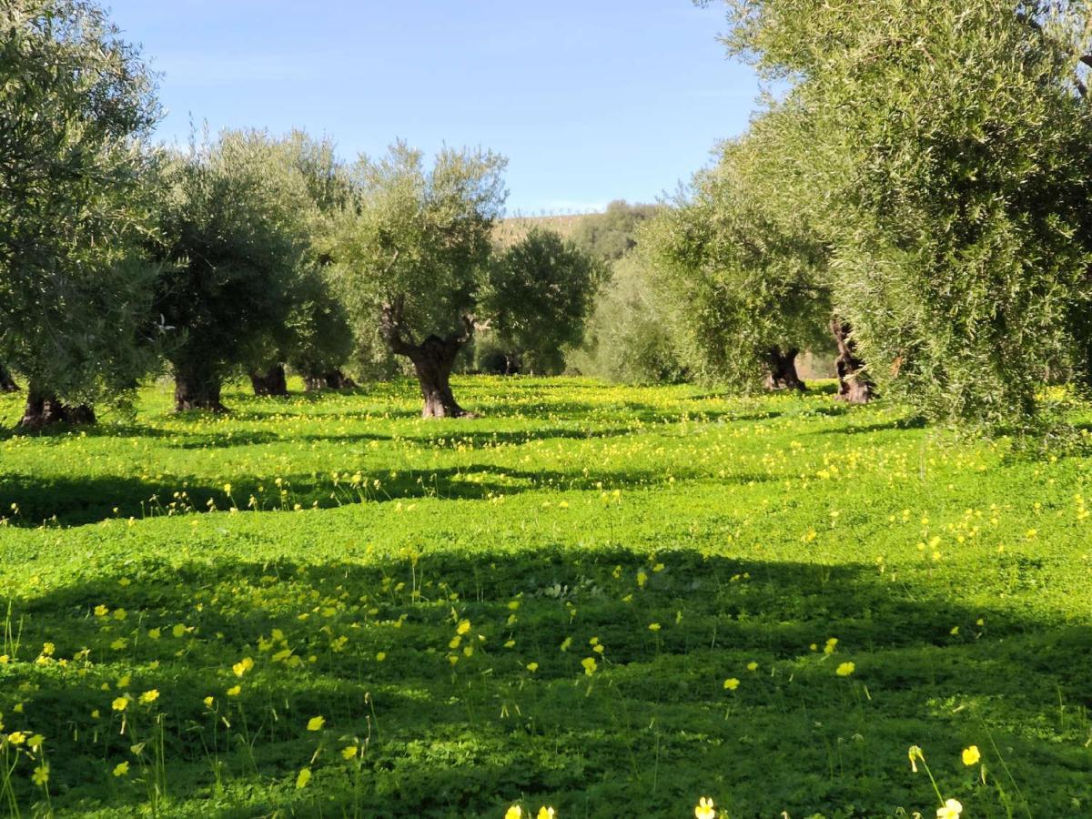 Finca Las Rosas De Santa Ana 比利亚马尔廷 外观 照片
